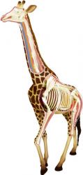 revell xray giraffe anatomical model