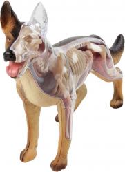 Revell X Ray Dog Anatomy