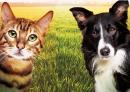 897594 puzzle escapes paws and claws_larg