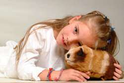 Gupi Guinea Pig being cuddled